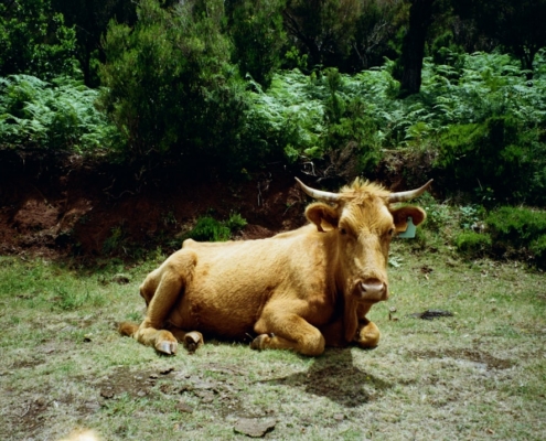 A brown cow laying on top of a lush green field