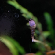 a close up of a small insect on a plant