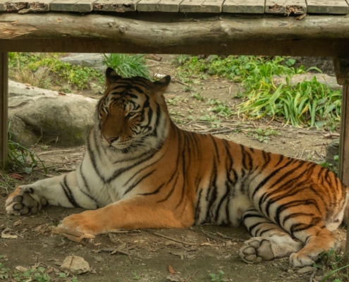 a large tiger laying under a wooden structure