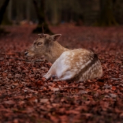 brown and white deer