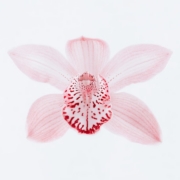 red petals