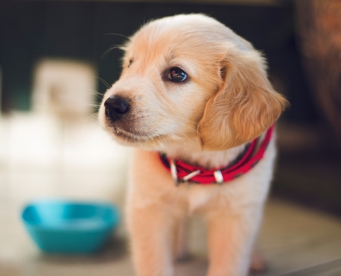 selective focus photography of short-coated brown puppy facing right side