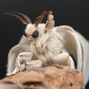 A close up of a bug on a rock