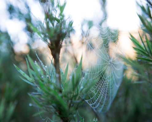 A close up of a spider web on a pine tree