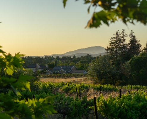 a scenic view of a vineyard with houses in the background