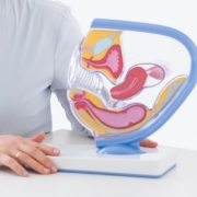 a woman sitting at a desk with a model of a stomach