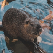 brown rodent on brown tree branch