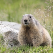 gray animal