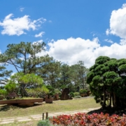 Lush green trees in a sunny park with blue sky.