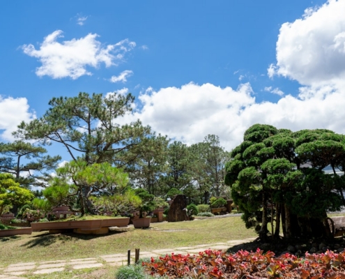 Lush green trees in a sunny park with blue sky.