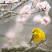 selective focus photography of yellow bird on tree branch