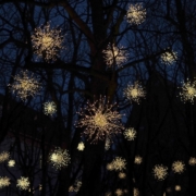 silhouette of bare trees during nighttime