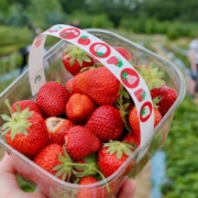 strawberries in clear glass bowl