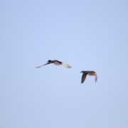 Two ducks flying in a clear blue sky