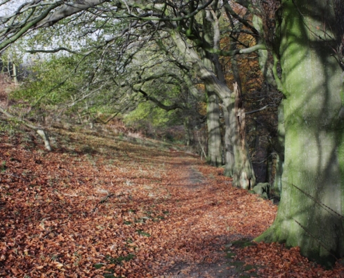 a path in the woods with lots of leaves on the ground