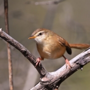 a small bird perched on a tree branch