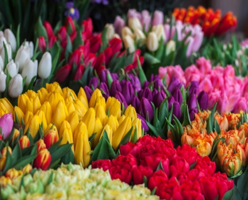 assorted flowers