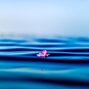 pink petal on body of water