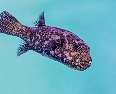 purple pupper fish under water