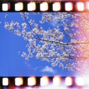 white cherry blossom tree during daytime
