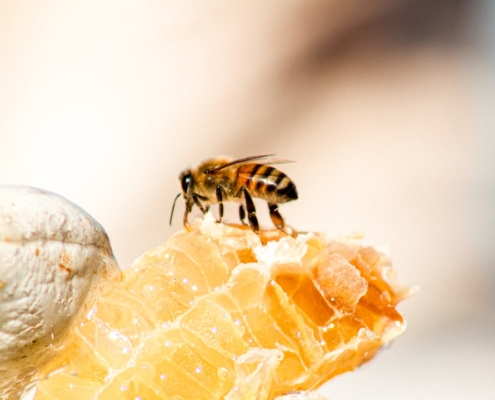 yellow and black bee on yellow and white surface