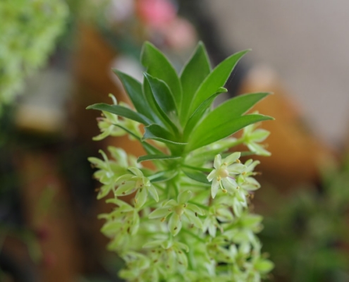 A close up of a green plant in a vase