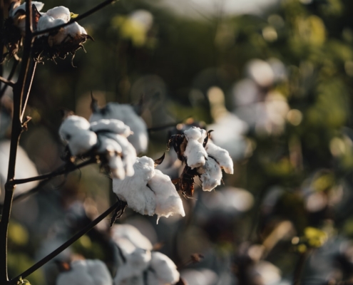 a close up of a cotton plant with lots of white flowers