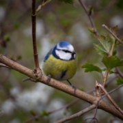 a small blue and yellow bird perched on a tree branch
