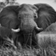 adult elephant at the field