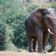 elephant walking on dirt road near green trees during daytime
