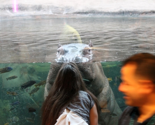 People watch a hippopotamus in an aquarium enclosure.