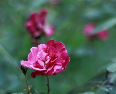 Pink roses bloom brightly in the garden.
