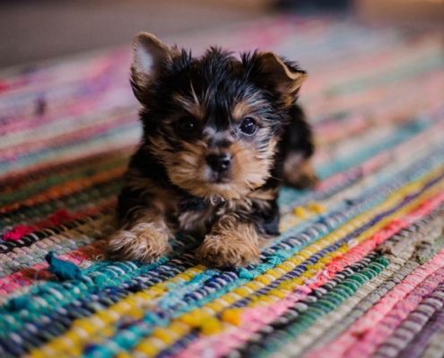 short-coated tan and black puppy close-up photography