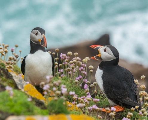 two black-and-white birds