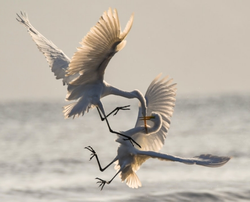 two crane fighting while flying