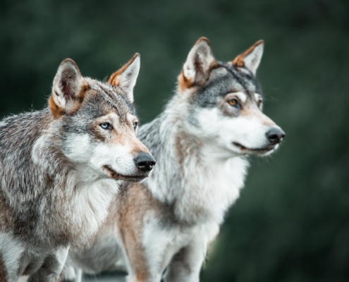 two gray and white wolf standing next to each other