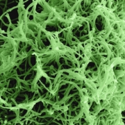 a close up view of a green substance