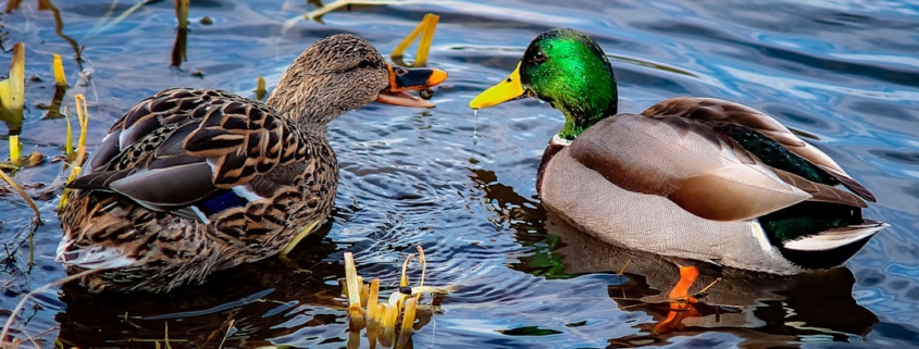 brown and green mallard duck on water