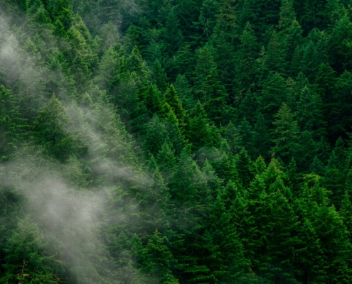 green pine trees during daytime