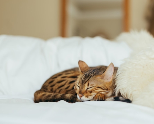 sleeping leopard kitten